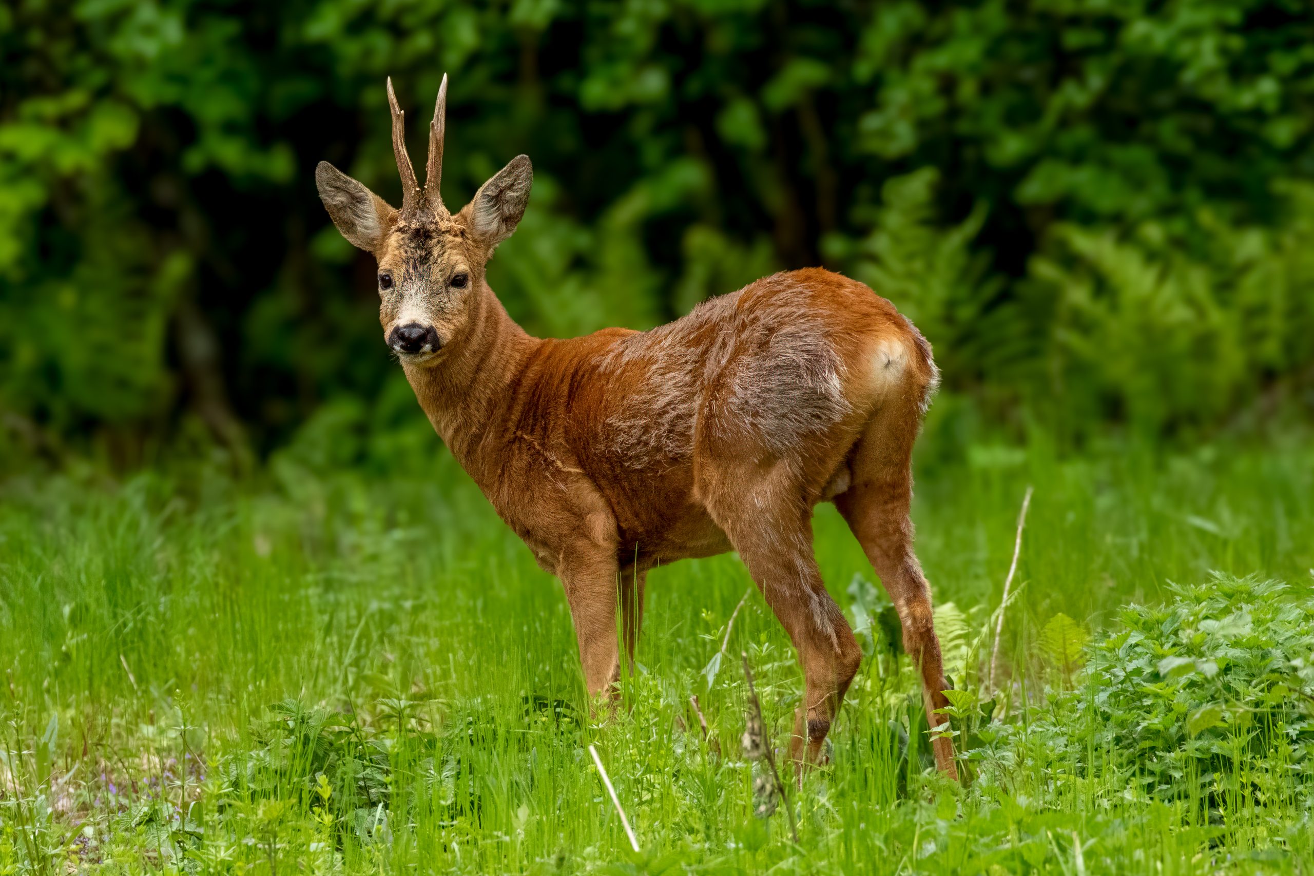 Rådyr (Capreolus capreolus) @ Fornebu. Foto: Håvard Rosenlund