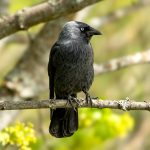 Eurasian Jackdaw (Coloeus monedula) @ Nittedal, Norway. Photo: Håvard Rosenlund