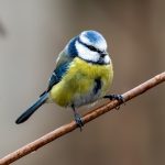 Eurasian Blue Tit (Cyanistes caeruleus) @ Asker, Norway. Photo: Håvard Rosenlund
