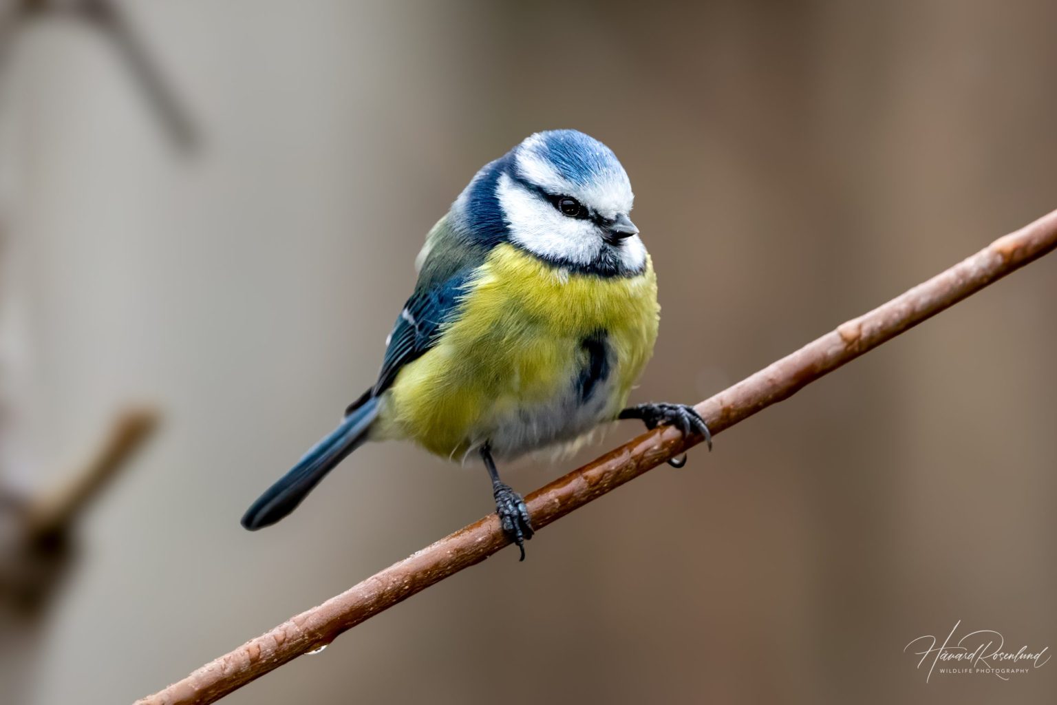Eurasian Blue Tit (Cyanistes caeruleus) @ Asker, Norway. Photo: Håvard Rosenlund