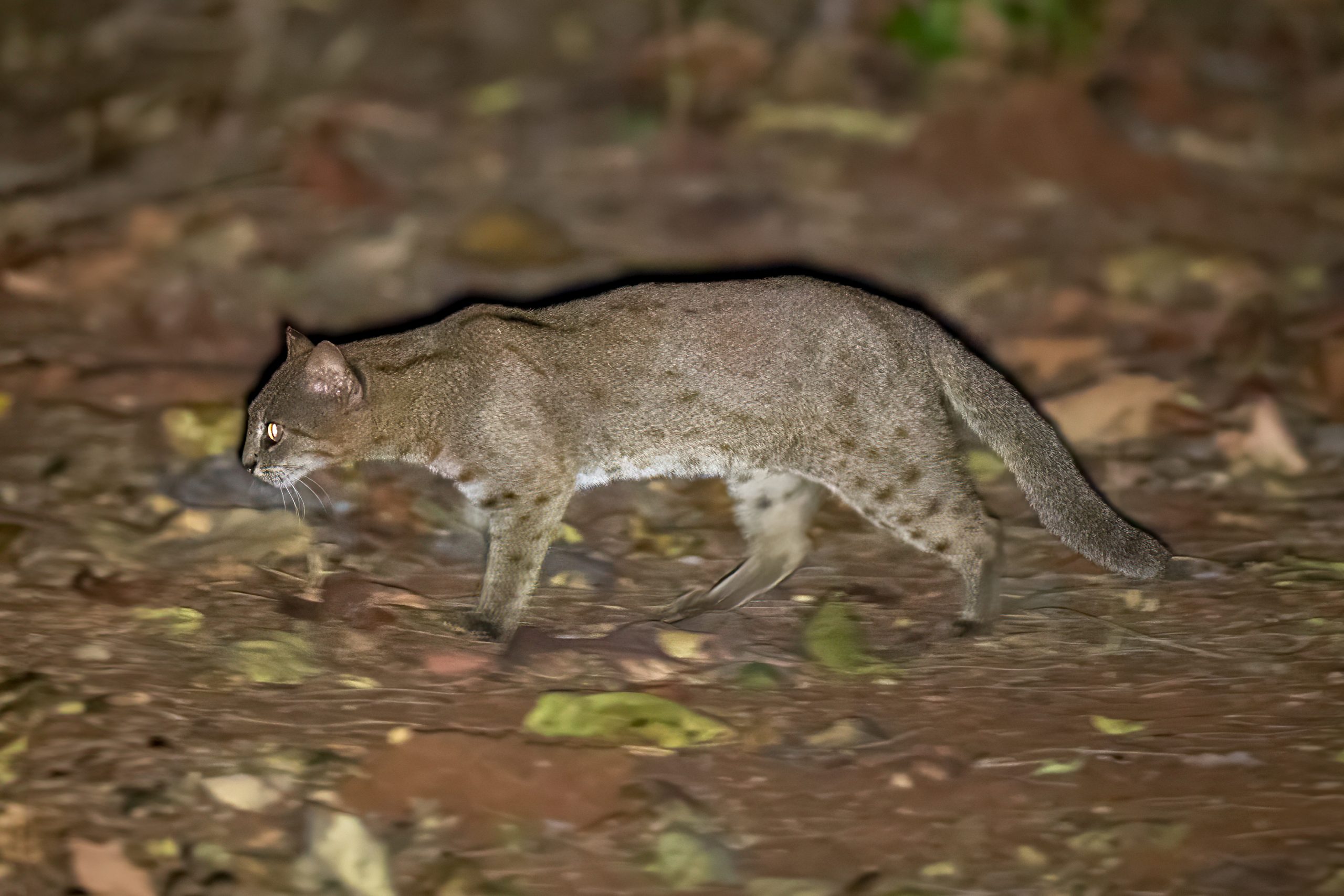 Rusty-spotted Cat (Prionailurus rubiginosus) @ Satpura National Park, India. Photo: Håvard Rosenlund