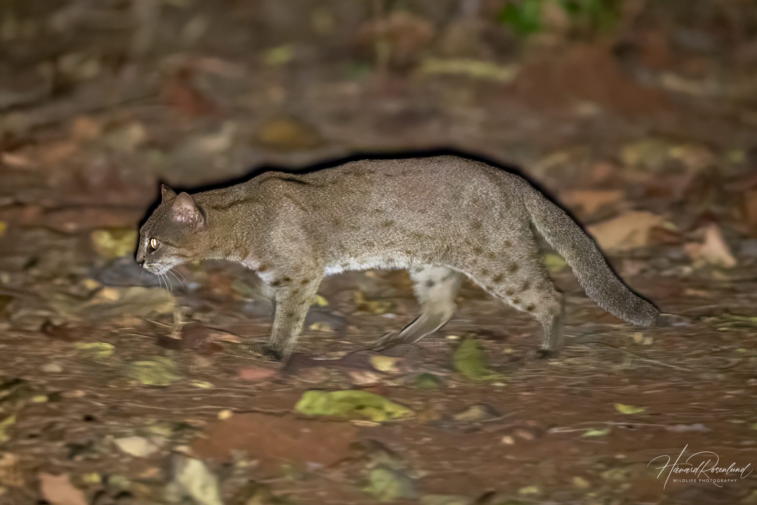 Rustflekkatt (Prionailurus rubiginosus) @ Satpura National Park, India. Foto: Håvard Rosenlund