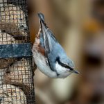 Eurasian Nuthatch (Sitta europaea) @ Asker, Norway. Photo: Håvard Rosenlund
