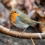 European Robin (Erithacus rubecula) @ Asker, Norway. Photo: Håvard Rosenlund