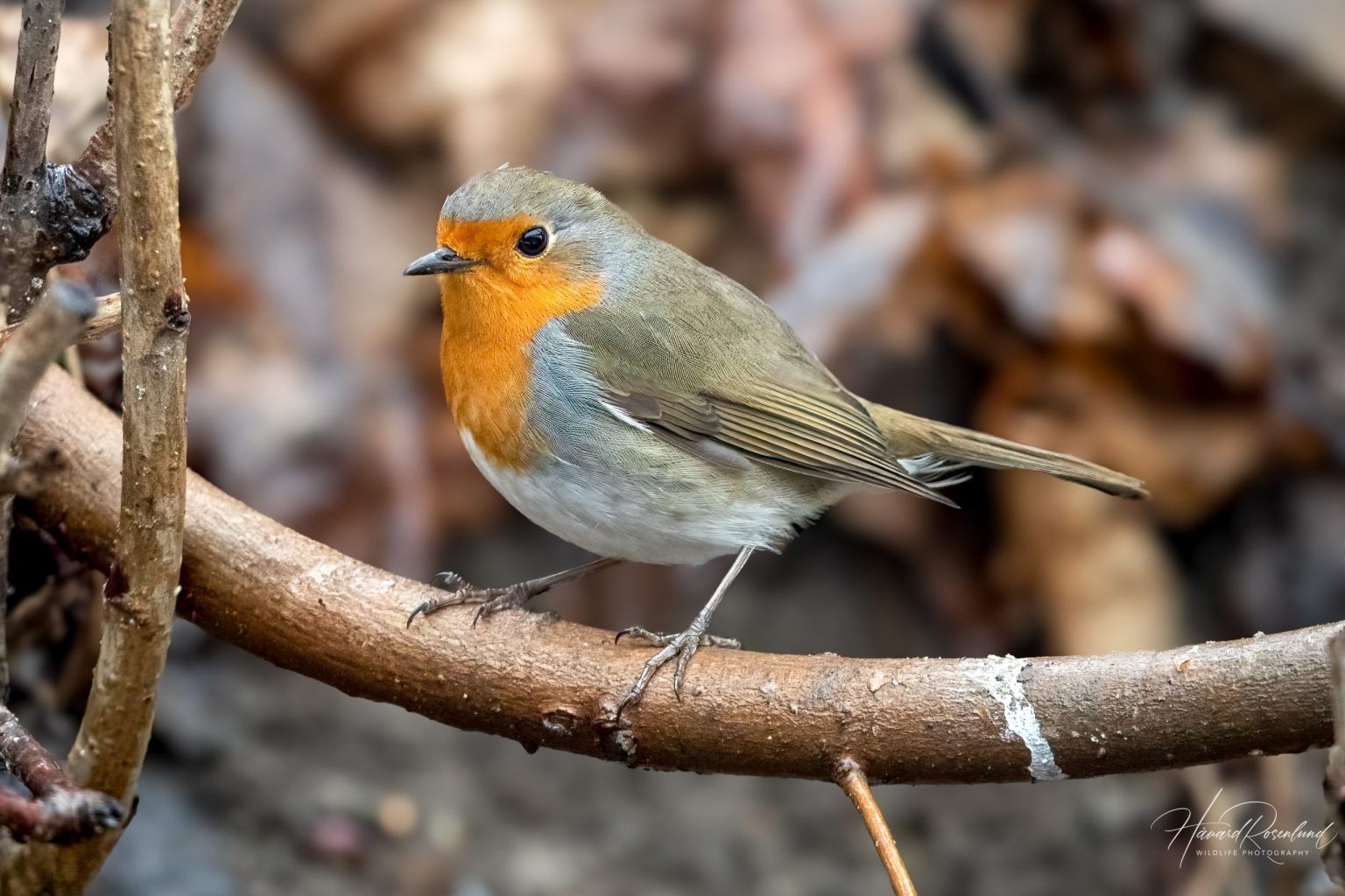 European Robin (Erithacus rubecula) @ Asker, Norway. Photo: Håvard Rosenlund