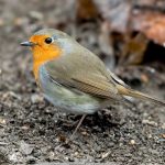 European Robin (Erithacus rubecula) @ Asker, Norway. Photo: Håvard Rosenlund