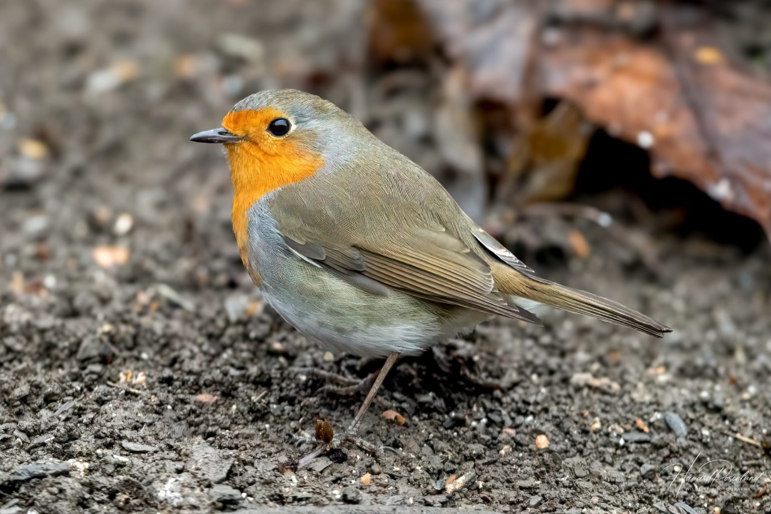 European Robin (Erithacus rubecula) @ Asker, Norway. Photo: Håvard Rosenlund