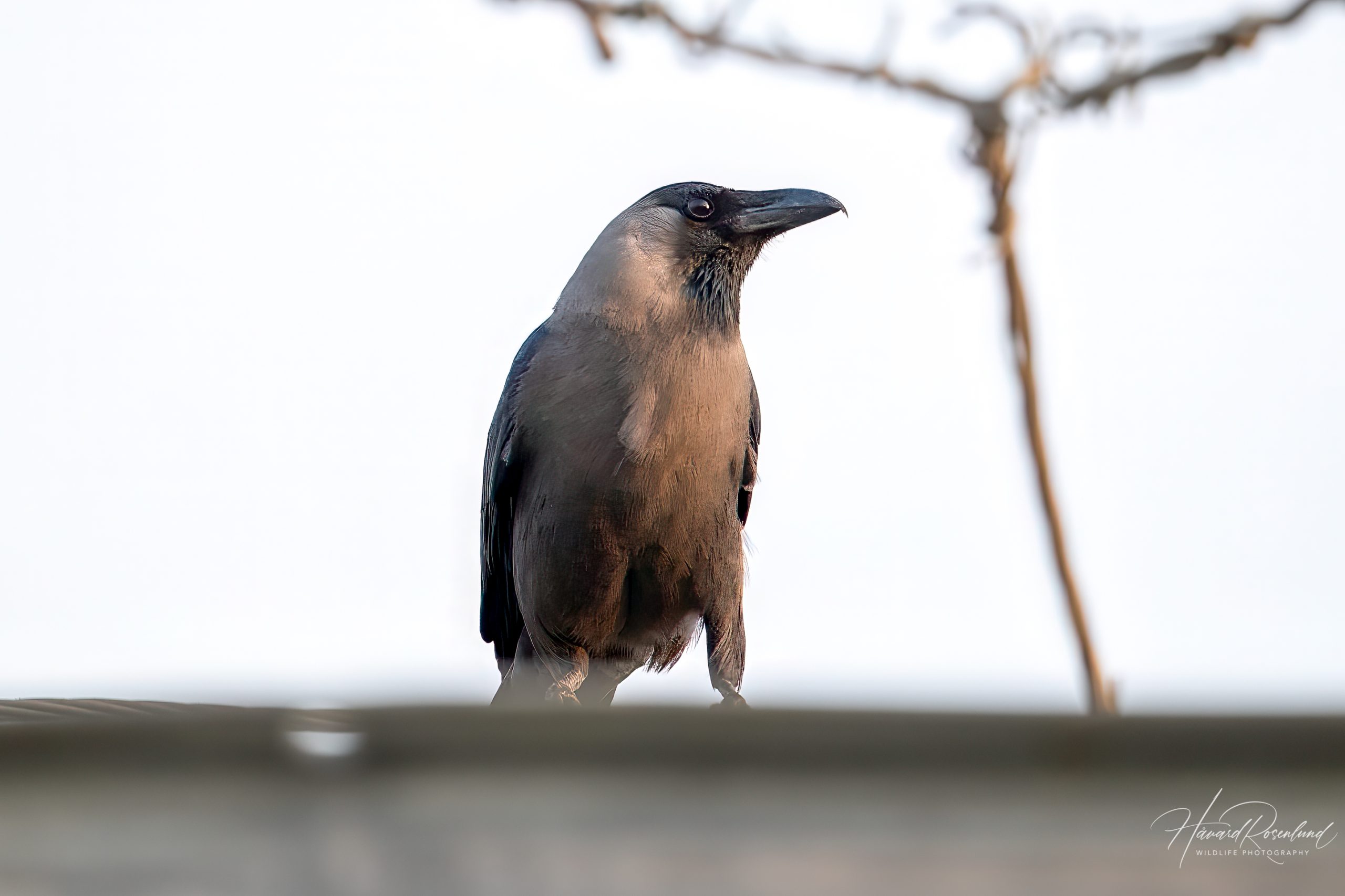Huskråke (Corvus splendens) @ Satpura National Park, India. Foto: Håvard Rosenlund