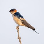 Eastern Red-rumped Swallow (Cecropis daurica) @ Satpura National Park, India. Photo: Håvard Rosenlund