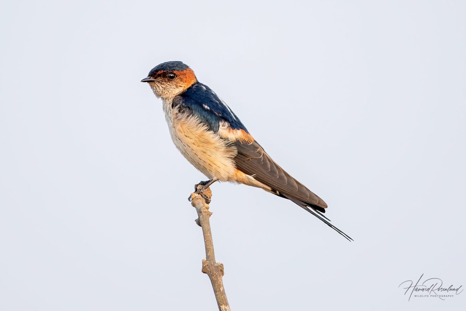 Eastern Red-rumped Swallow (Cecropis daurica) @ Satpura National Park, India. Photo: Håvard Rosenlund