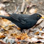 Svarttrost (Turdus merula) @ Asker. Foto: Håvard Rosenlund