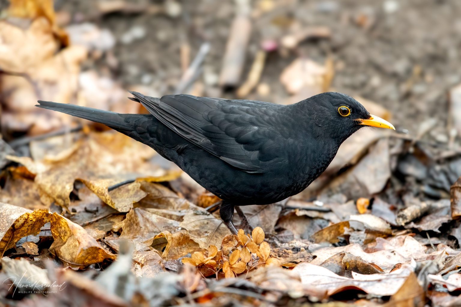 Svarttrost (Turdus merula) @ Asker. Foto: Håvard Rosenlund