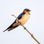 Eastern Red-rumped Swallow (Cecropis daurica) @ Satpura National Park, India. Photo: Håvard Rosenlund