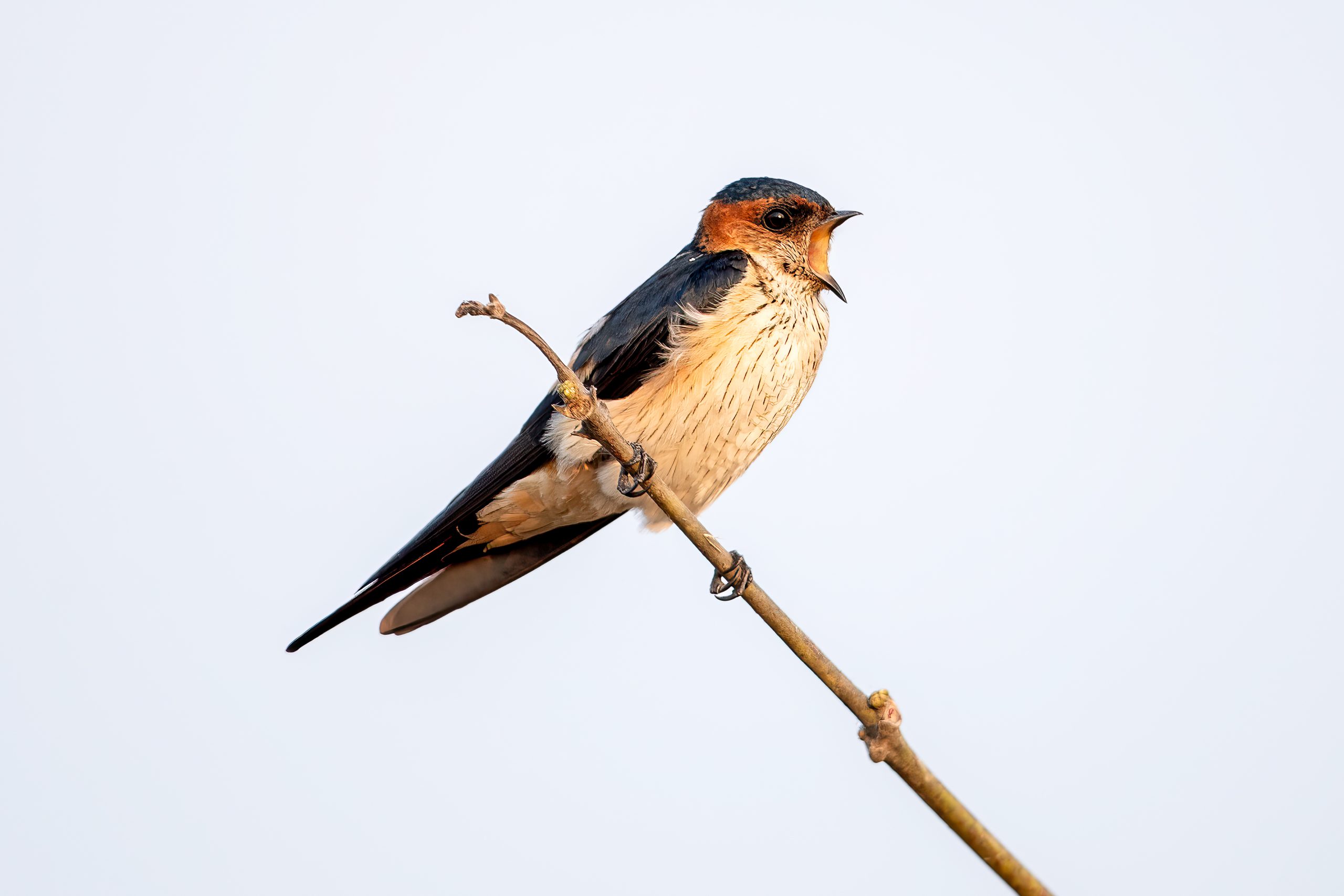Tempelsvale (Cecropis daurica) @ Satpura National Park, India. Foto: Håvard Rosenlund
