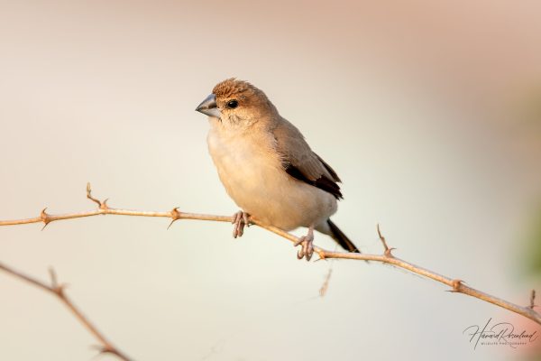 Indiasølvnebb (Euodice malabarica) @ Satpura nasjonalpark, India. Foto: Håvard Rosenlund