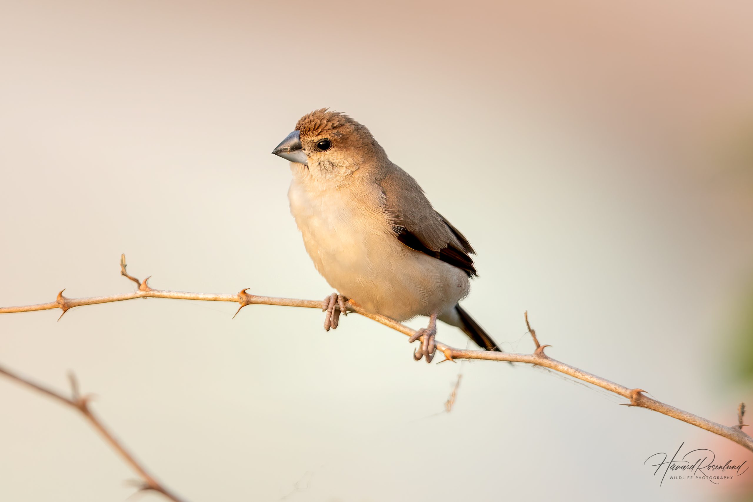 Indiasølvnebb (Euodice malabarica) @ Satpura nasjonalpark, India. Foto: Håvard Rosenlund
