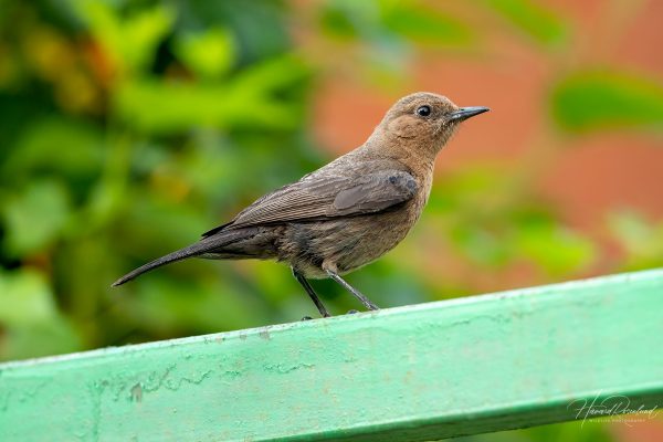 Brunskvett (Oenanthe fusca) i Satpura nasjonalpark, India