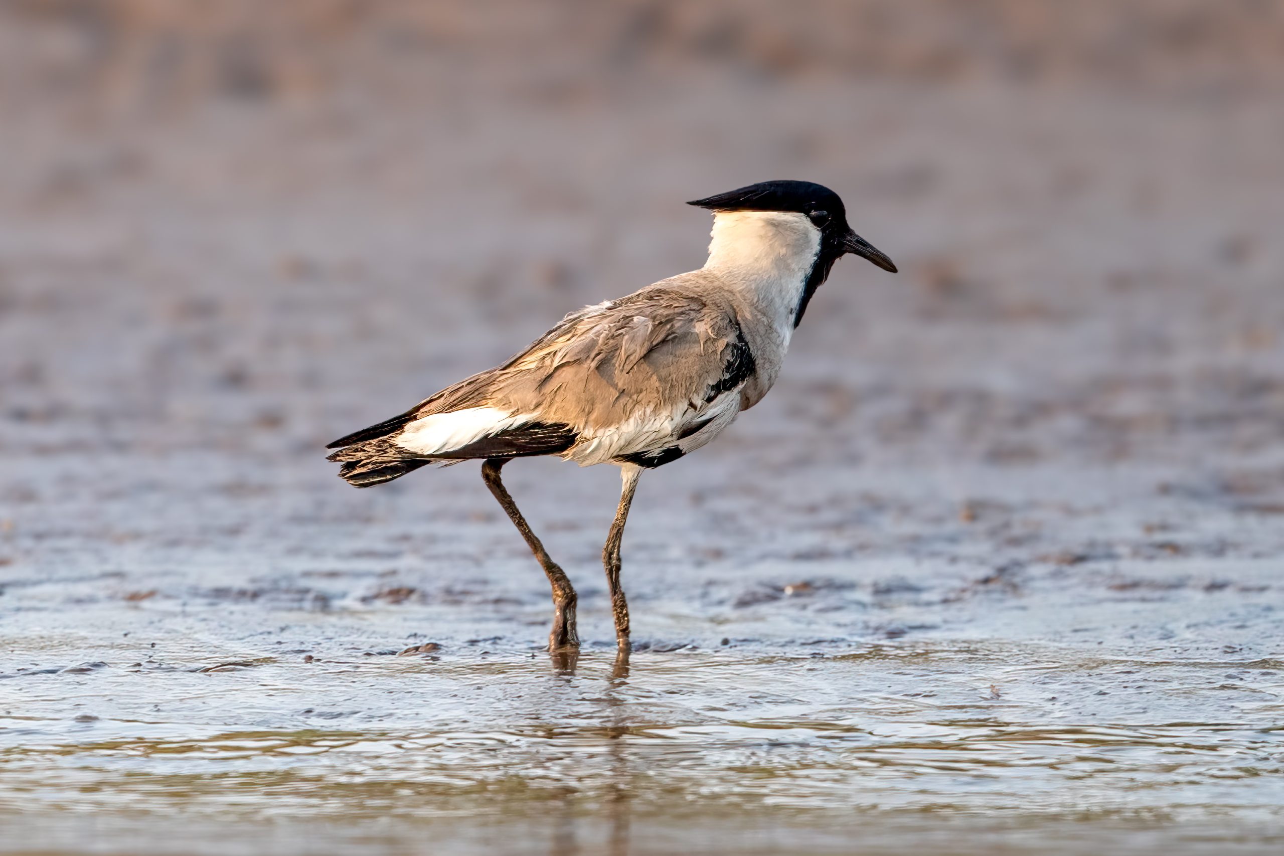 Elvevipe (Vanellus duvaucelii) @ Satpura National Park, India. Foto: Håvard Rosenlund