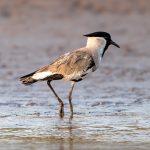 River Lapwing (Vanellus duvaucelii) in Satpura National Park, India