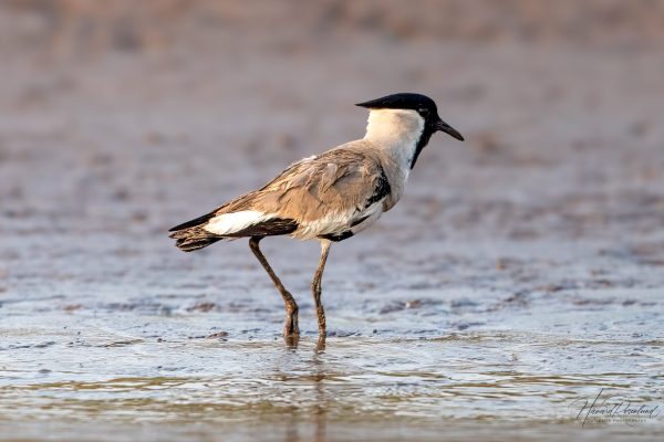 Elvevipe (Vanellus duvaucelii) i Satpura nasjonalpark, India