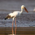 Asian Openbill (Anastomus oscitans) @ Satpura National Park, India. Photo: Håvard Rosenlund