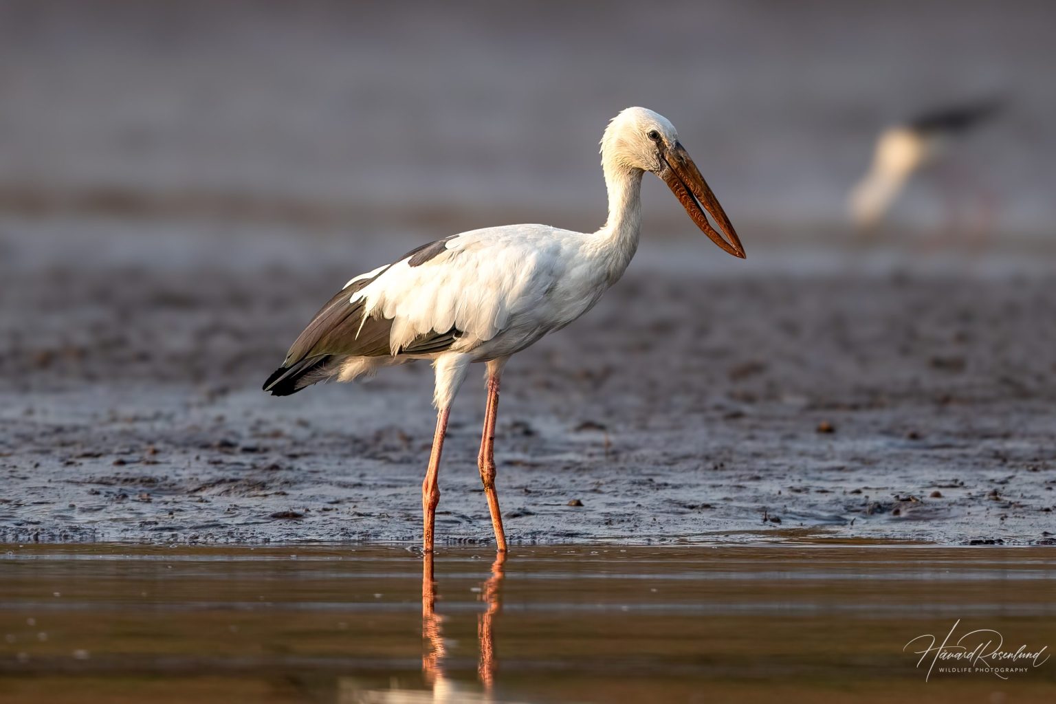 Asian Openbill (Anastomus oscitans) @ Satpura National Park, India. Photo: Håvard Rosenlund