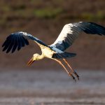 Asian Openbill (Anastomus oscitans) @ Satpura National Park, India. Photo: Håvard Rosenlund