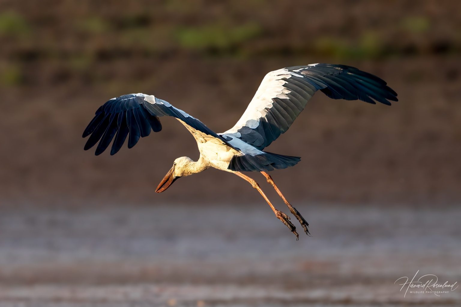 Asian Openbill (Anastomus oscitans) @ Satpura National Park, India. Photo: Håvard Rosenlund