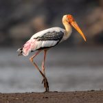 Painted Stork (Mycteria leucocephala) @ Satpura National Park, India. Photo: Håvard Rosenlund