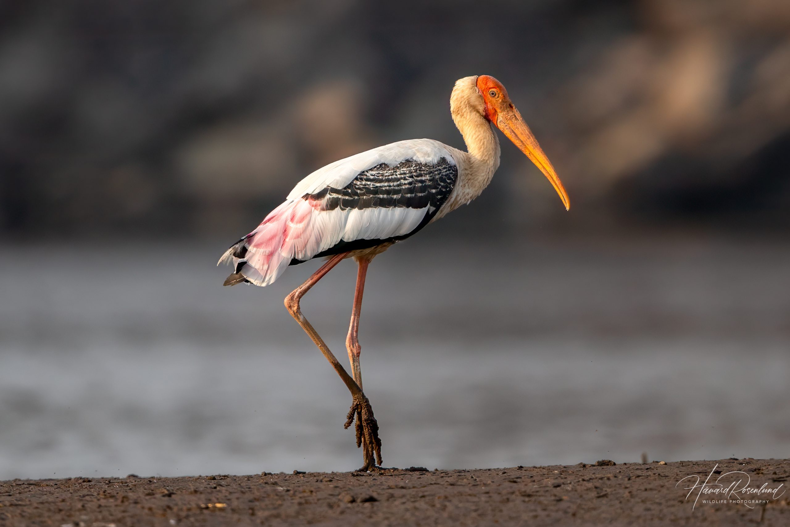 Beltestork (Mycteria leucocephala) @ Satpura National Park, India. Foto: Håvard Rosenlund