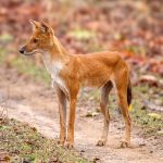 Dhole (Cuon alpinus) @ Pench National Park, India. Photo: Håvard Rosenlund