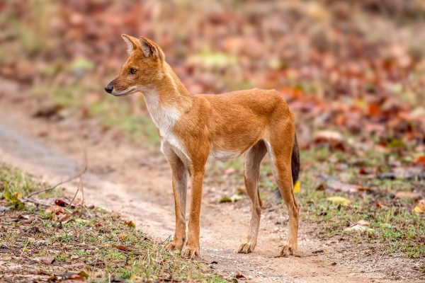 Dhole (Cuon alpinus) @ Pench National Park, India. Foto: Håvard Rosenlund