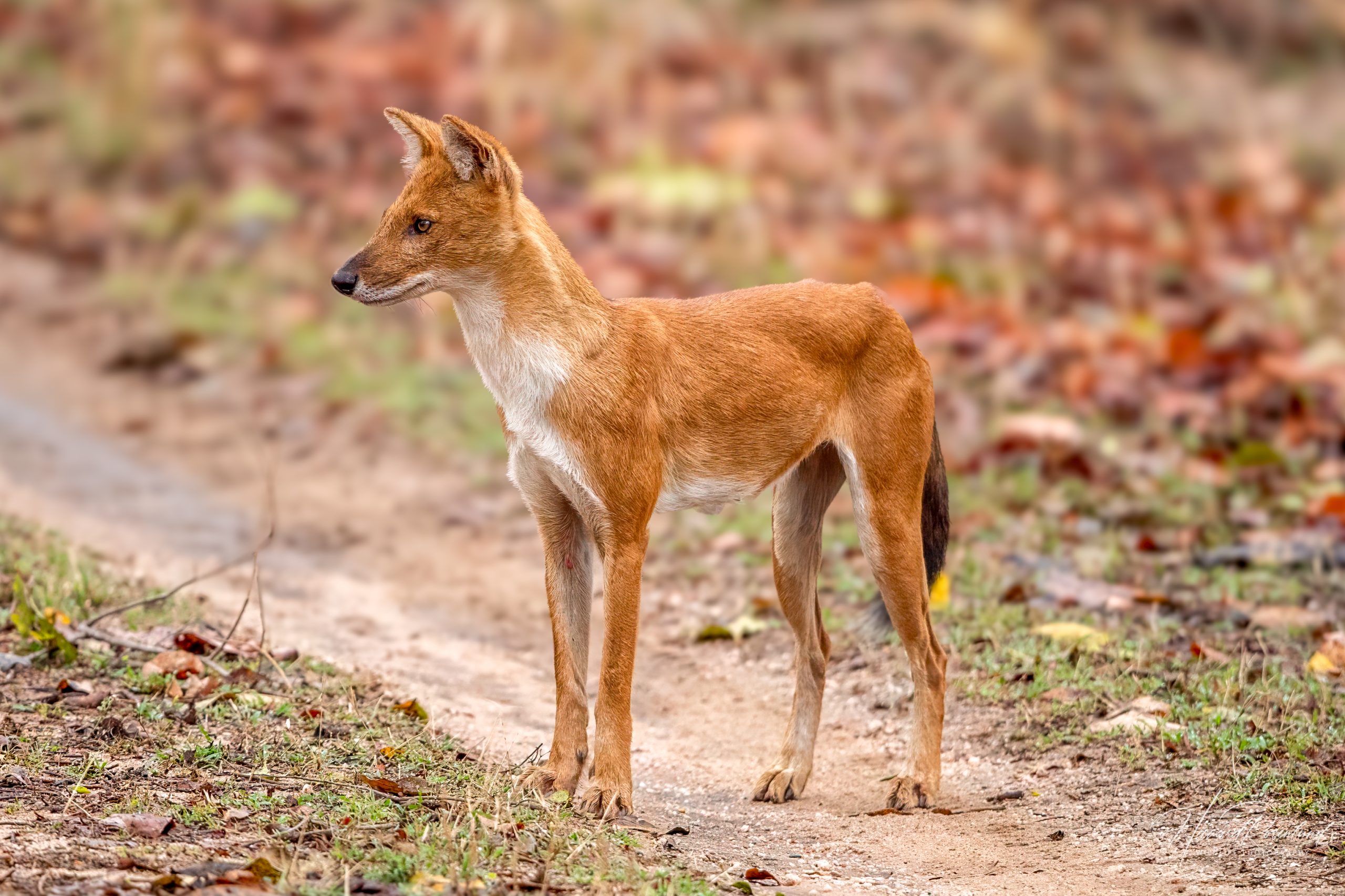 Dhole (Cuon alpinus) @ Pench National Park, India. Foto: Håvard Rosenlund