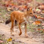 Dhole (Cuon alpinus) @ Pench National Park, India. Photo: Håvard Rosenlund