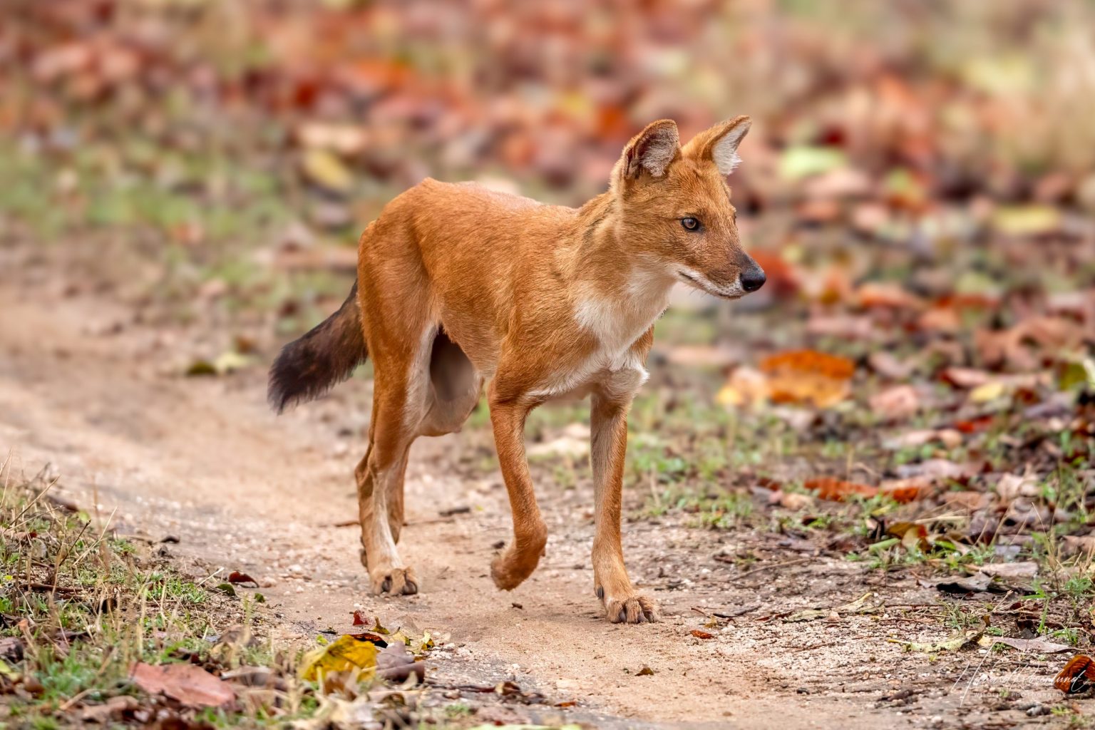 Dhole (Cuon alpinus) @ Pench National Park, India. Photo: Håvard Rosenlund