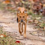 Dhole (Cuon alpinus) @ Pench National Park, India. Photo: Håvard Rosenlund