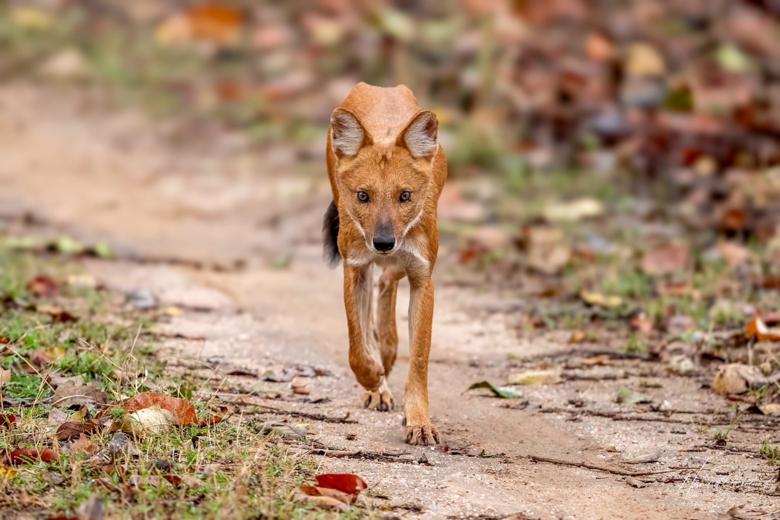 Dhole (Cuon alpinus) @ Pench National Park, India. Photo: Håvard Rosenlund
