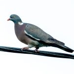 Common Wood Pigeon (Columba palumbus) @ Ystad, Sweden. Photo: Håvard Rosenlund