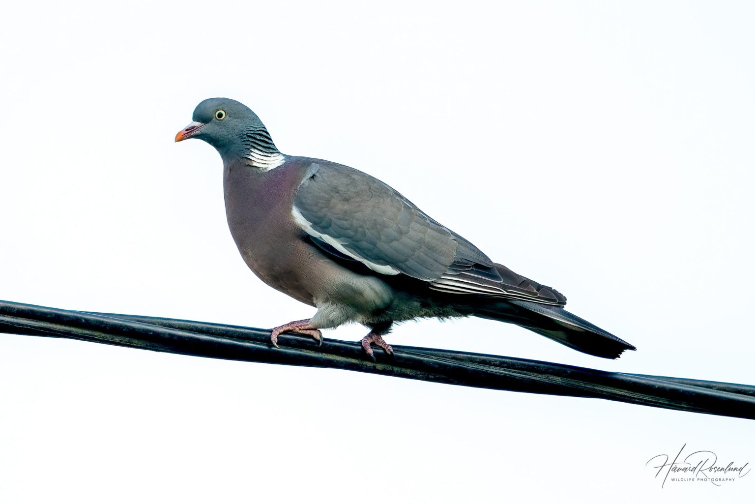 Common Wood Pigeon (Columba palumbus) @ Ystad, Sweden. Photo: Håvard Rosenlund