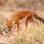 Dhole (Cuon alpinus) @ Pench National Park, India. Photo: Håvard Rosenlund