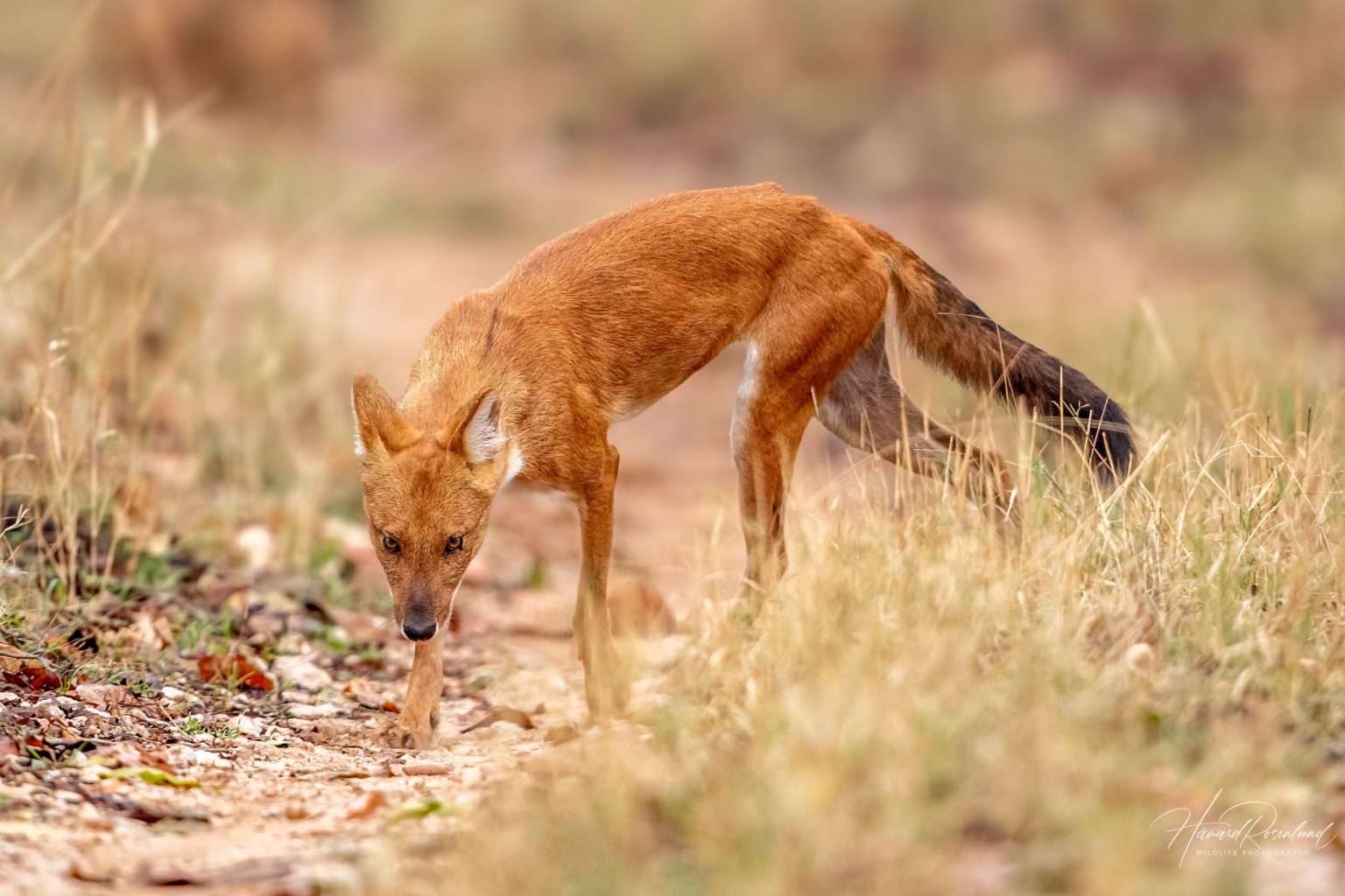 Dhole (Cuon alpinus) @ Pench National Park, India. Photo: Håvard Rosenlund