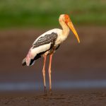 Painted Stork (Mycteria leucocephala) @ Satpura National Park, India. Photo: Håvard Rosenlund