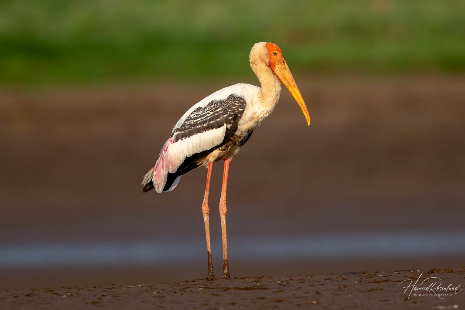 Painted Stork (Mycteria leucocephala) @ Satpura National Park, India. Photo: Håvard Rosenlund