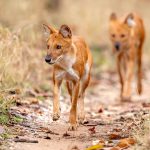 Dhole (Cuon alpinus) @ Pench National Park, India. Photo: Håvard Rosenlund