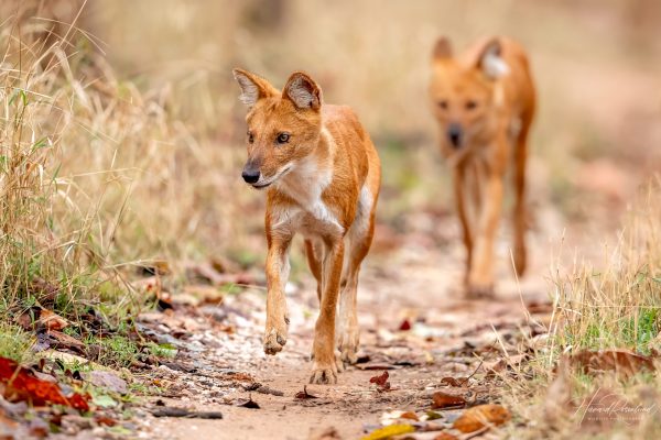 Dhole (Cuon alpinus) @ Pench National Park, India. Foto: Håvard Rosenlund