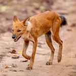 Dhole (Cuon alpinus) @ Pench National Park, India. Photo: Håvard Rosenlund