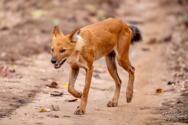 Dhole (Cuon alpinus) @ Pench National Park, India. Foto: Håvard Rosenlund