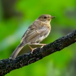 European Robin (Erithacus rubecula) - Juvenile @ Sandvika, Norway. Photo: Håvard Rosenlund