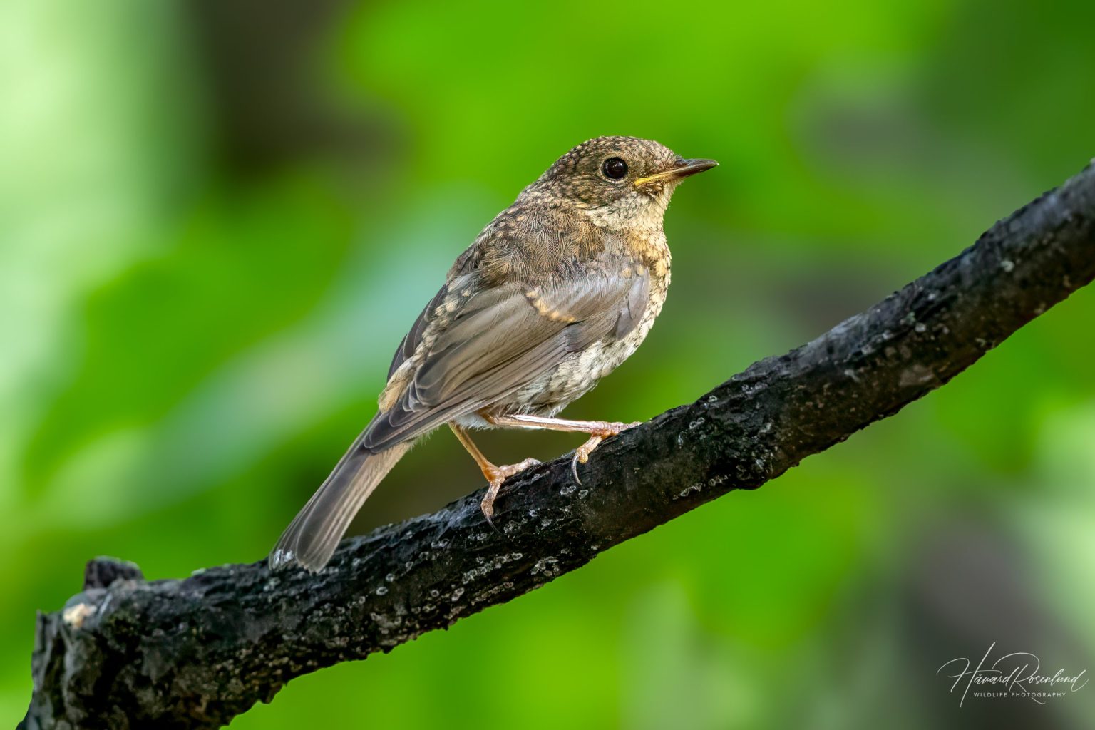European Robin (Erithacus rubecula) - Juvenile @ Sandvika, Norway. Photo: Håvard Rosenlund