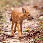 Dhole (Cuon alpinus) @ Pench National Park, India. Photo: Håvard Rosenlund